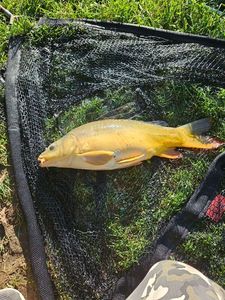 Leather Carp
