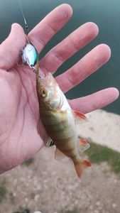European Perch