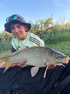 Common Carp