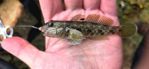 Round Goby