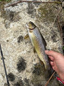 Brown Trout