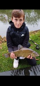 Tench