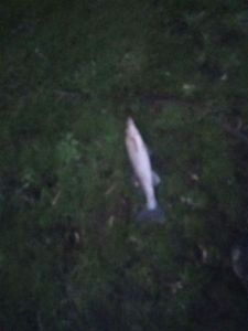 Zander