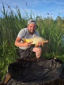 Common Carp