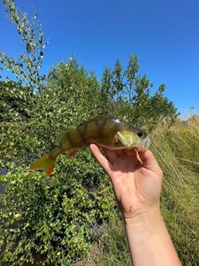 European Perch