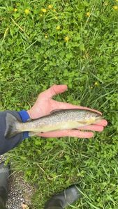 Brown Trout