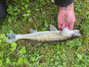 Zander