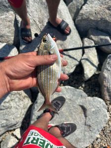 Gilthead Seabream