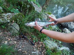 Zander