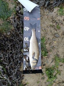 European Bass (Seabass)