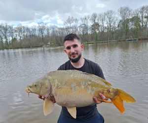 Mirror Carp