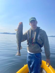 Atlantic Cod (Baltic)