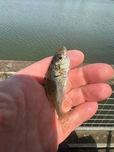 Ruffe
