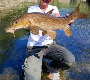 Barbel