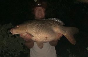 Common Carp