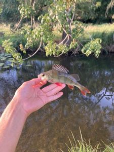 Yellow Perch