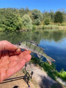 European Perch