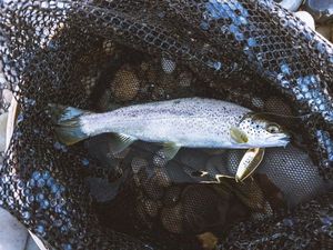 Brown Trout