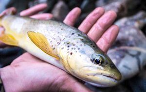 Brown Trout