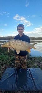 Common Carp