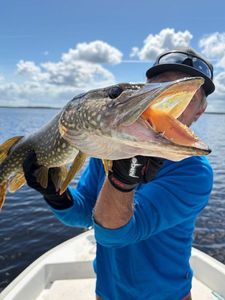 Northern Pike