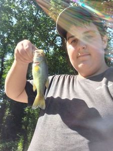 Largemouth Bass