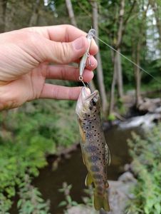 Brown Trout