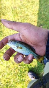 Largemouth Bass