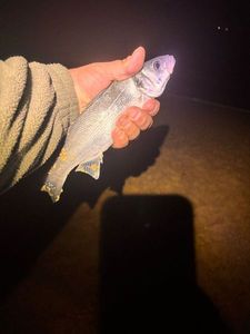 European Bass (Seabass)