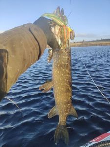 Northern Pike