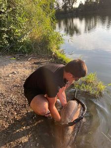 Mirror Carp