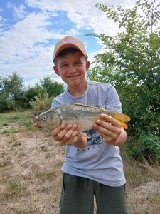 Common Carp