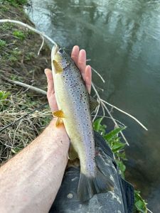 Brown Trout