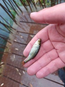 Roach