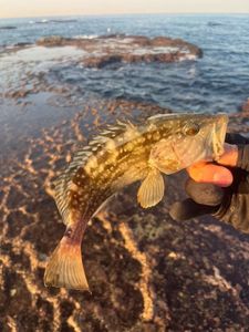 Red Grouper