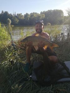 Common Carp