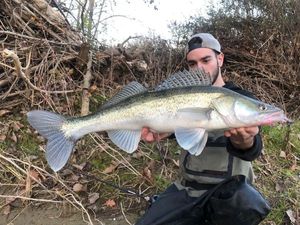 Zander