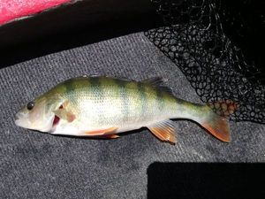 European Perch