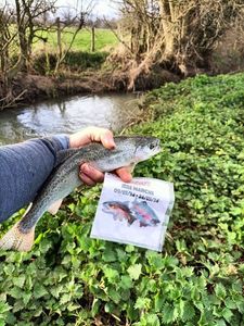 Rainbow Trout