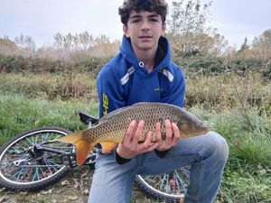 Common Carp