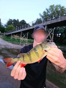 European Perch