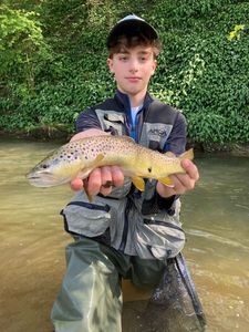 Brown Trout