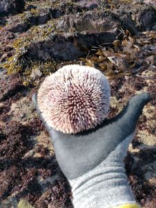 Rock Sea Urchin