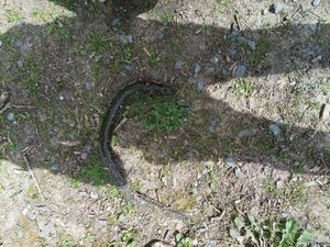 European Eel (Common Eel)