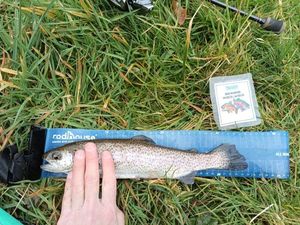 Rainbow Trout