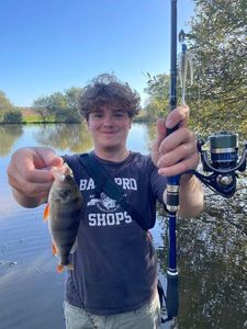 European Perch