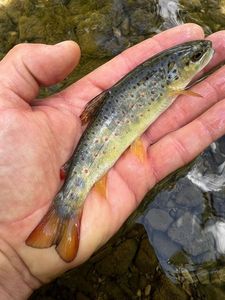 Brown Trout