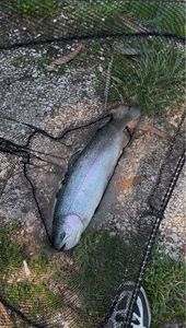 Rainbow Trout