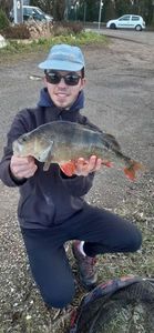 European Perch
