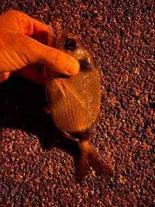 Common Two-Banded Seabream